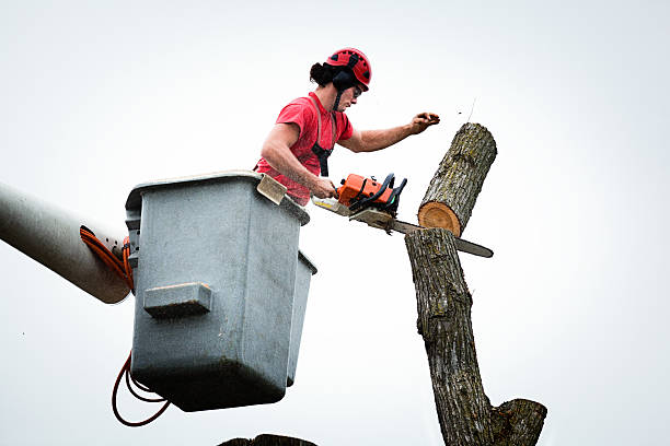 How Our Tree Care Process Works  in  Rock Springs, NM